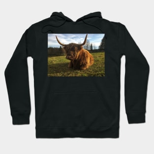 Scottish Highland Cattle Cow 2147 Hoodie